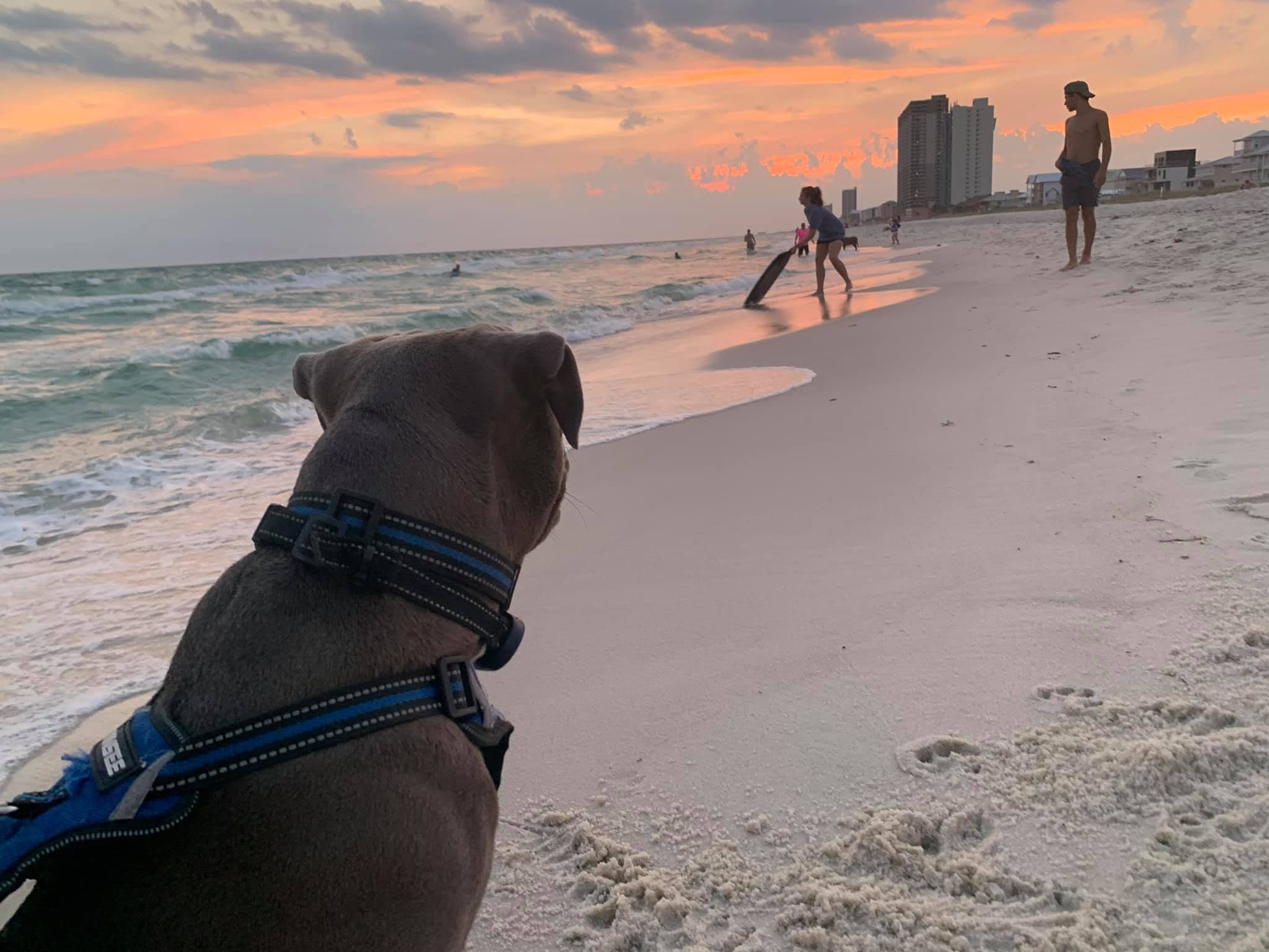 The dog beach beside Russell-Fields City Pier. This is not a photograph of the Pier Park shops.